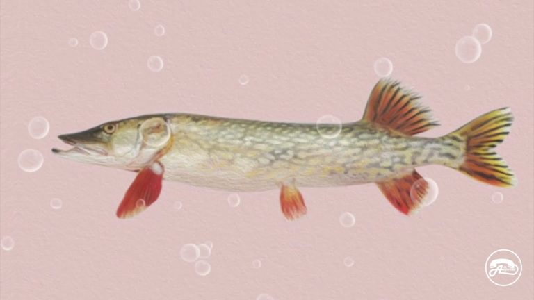 Esox Lucius – Hazet Yustus