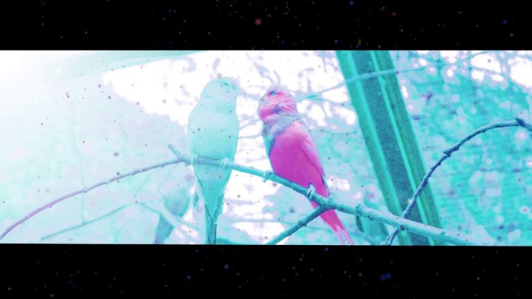 Was ich wollte – Der Vogel